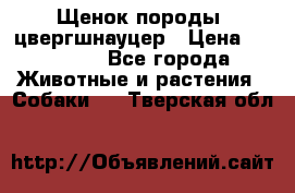 Щенок породы  цвергшнауцер › Цена ­ 30 000 - Все города Животные и растения » Собаки   . Тверская обл.